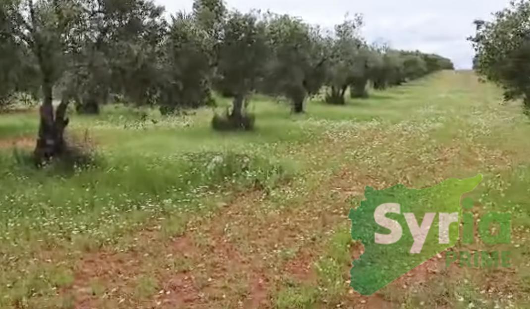 Syria Prime - عقارات سوريا برايم - gallery_7083 Sale Land Hama 87500 USD