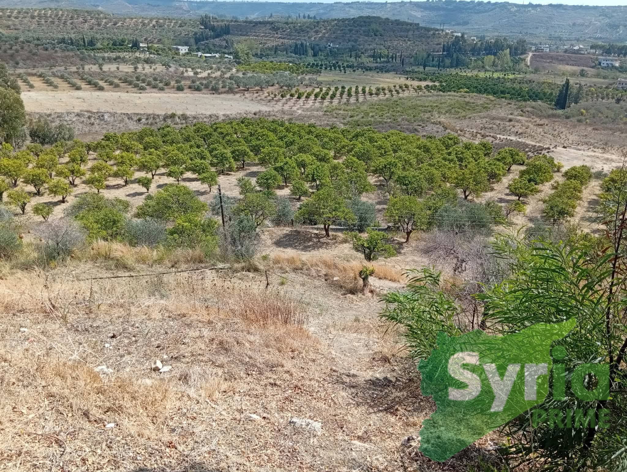Syria Prime - عقارات سوريا برايم -2 Sale Farm Latakia 200000 USD