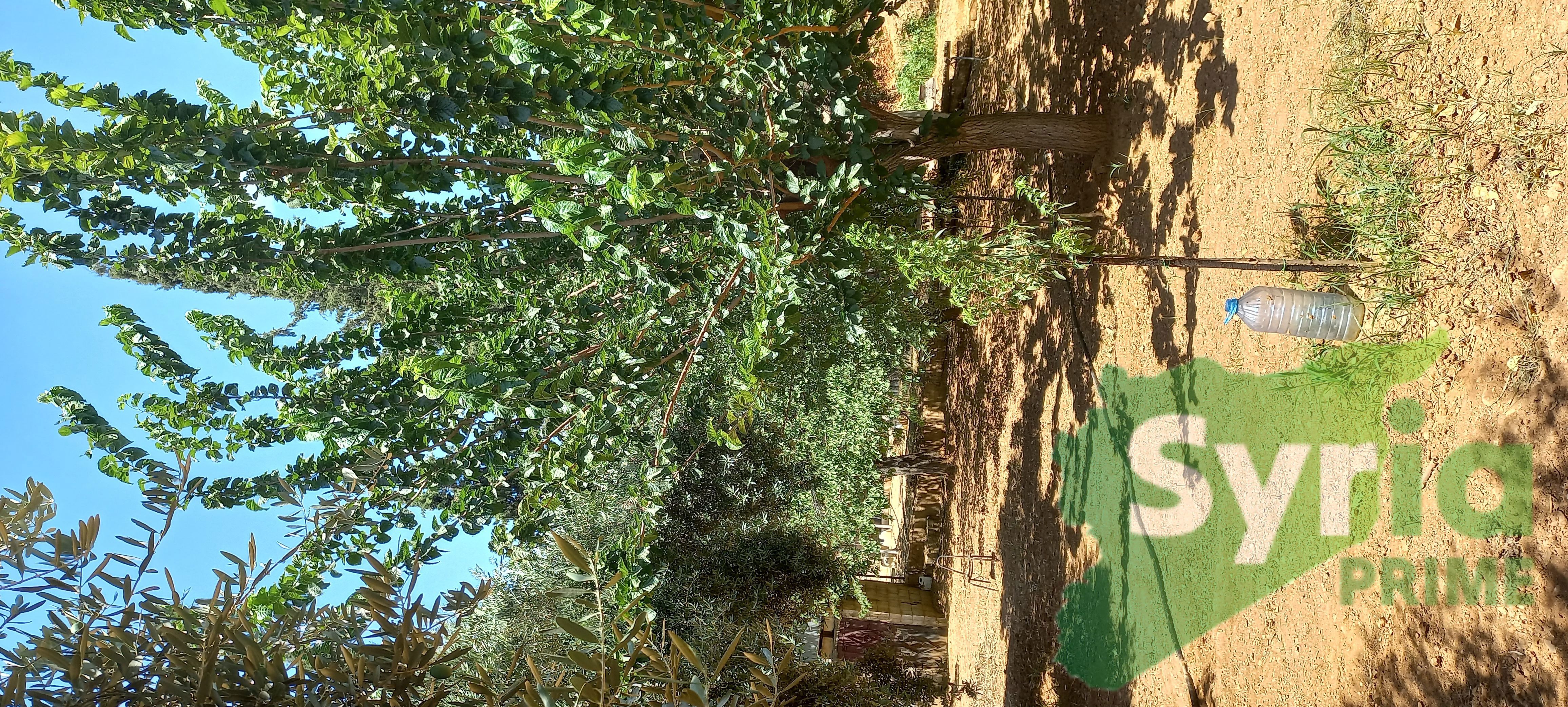 Syria Prime - عقارات سوريا برايم -9 Sale Land RifDimashq 275000 USD
