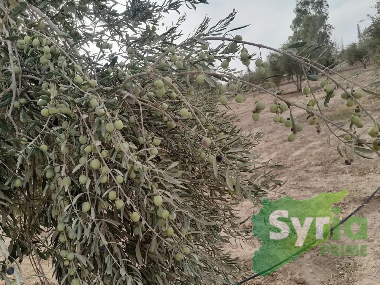 Syria Prime - عقارات سوريا برايم -1 Sale Farm ArRaqqah 405000 USD