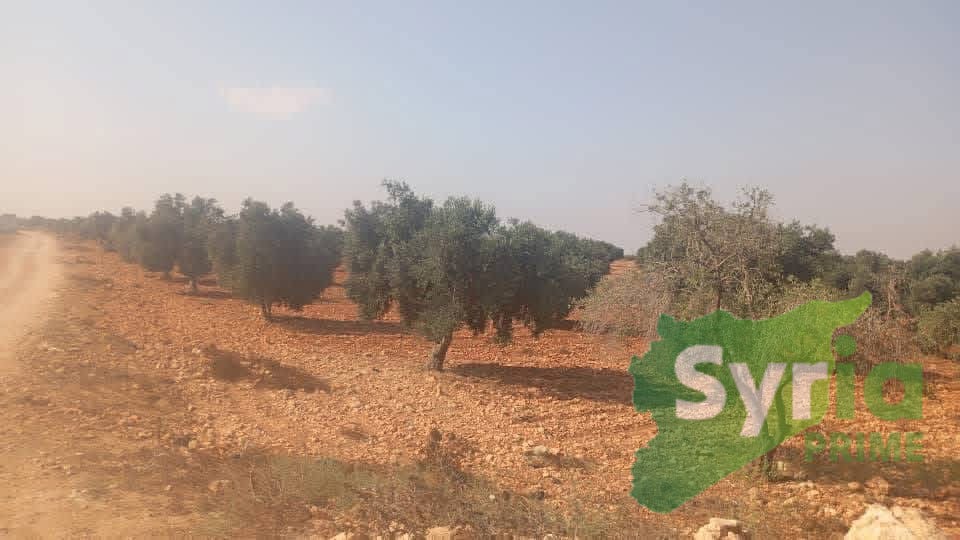 Syria Prime - عقارات سوريا برايم - gallery_14059 Sale Land Homs 80000 USD