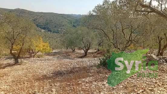 Syria Prime - عقارات سوريا برايم -2 Sale Land Tartus 200000000 SYP