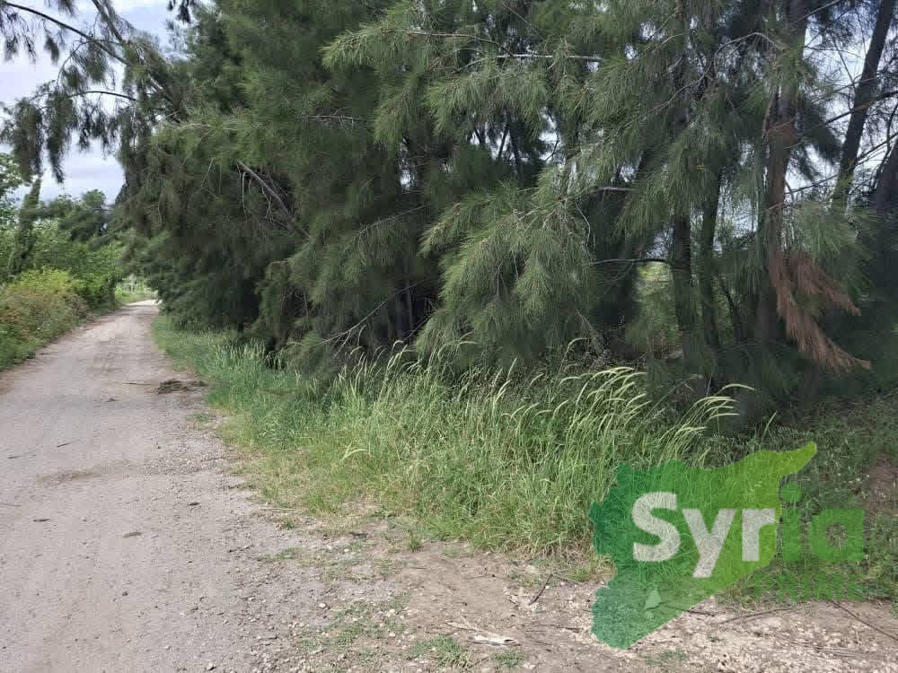Syria Prime - عقارات سوريا برايم -2 Sale Farm Latakia 100000 USD