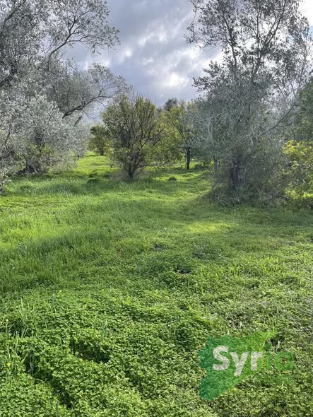 Syria Prime - عقارات سوريا برايم - gallery_6261 Sale Land Latakia 500000000 SYR