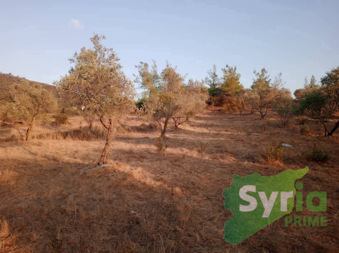 Syria Prime - عقارات سوريا برايم -1 Sale Land Latakia 4000 USD