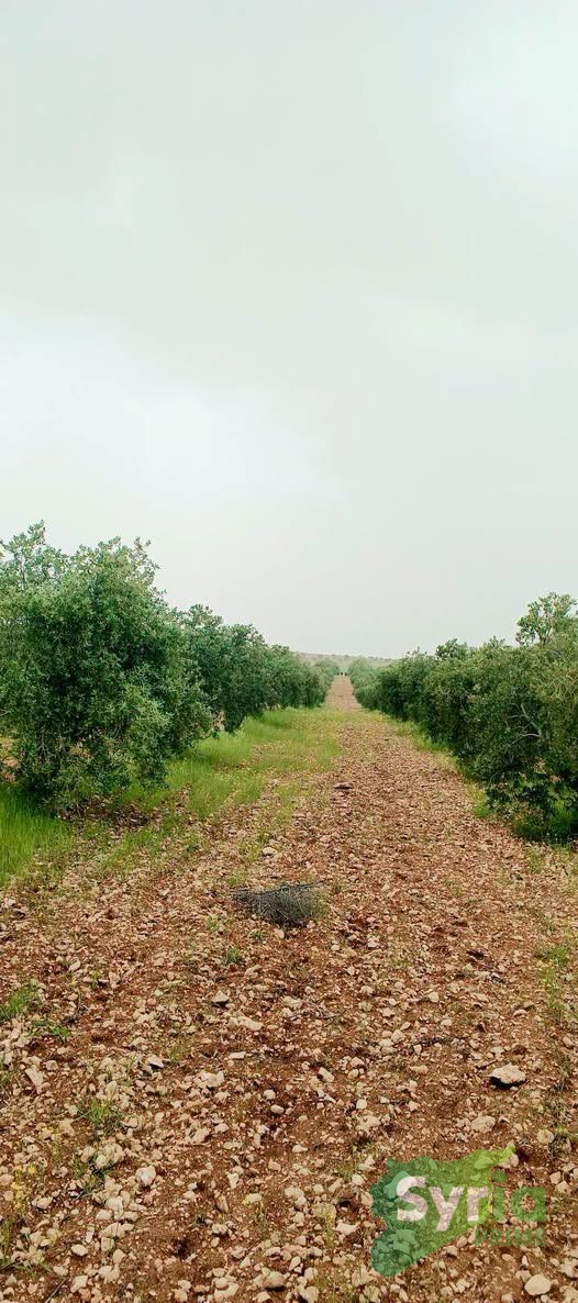 Syria Prime - عقارات سوريا برايم -0 Sale Land Hama 112500 USD