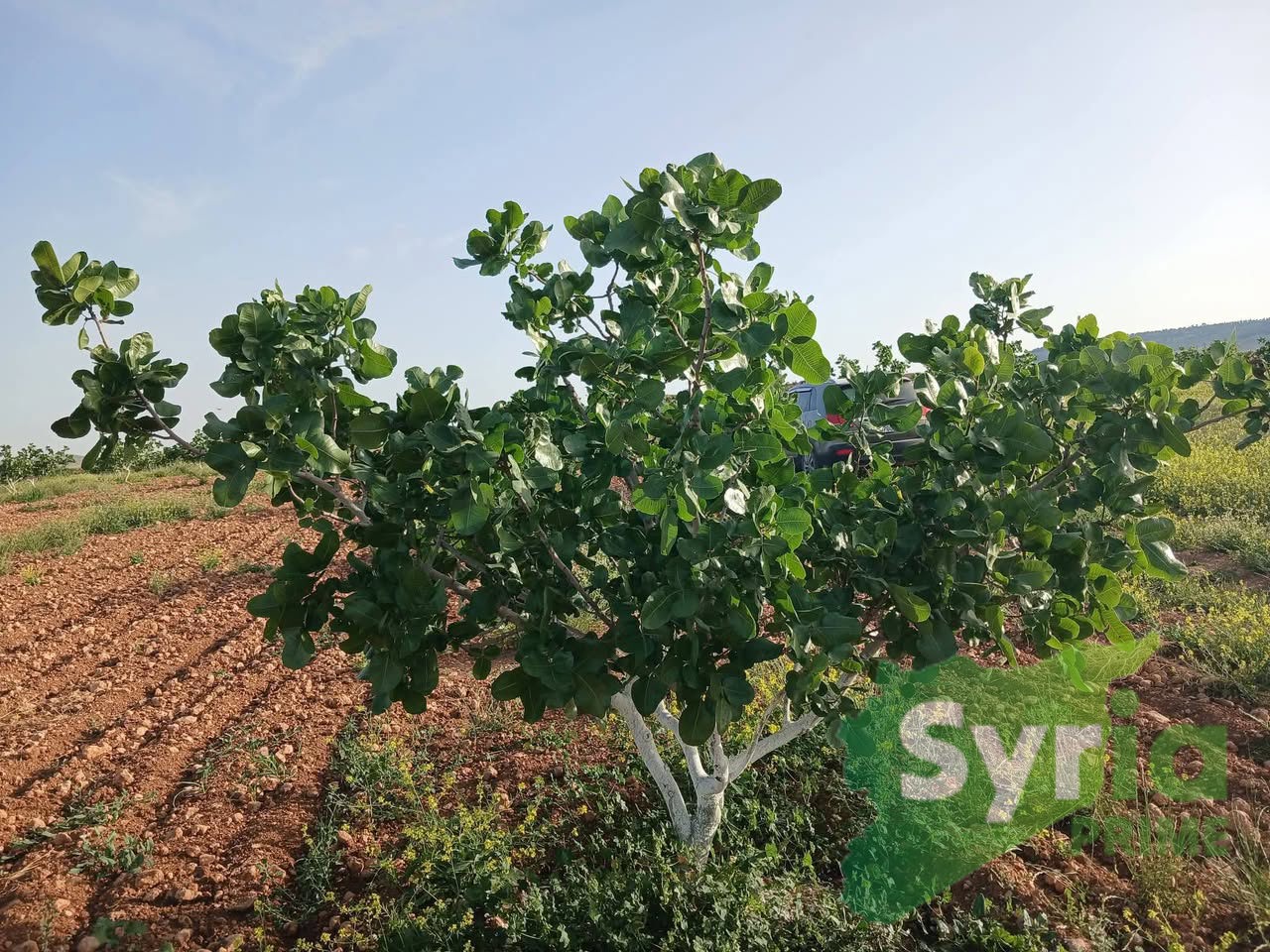 Syria Prime - عقارات سوريا برايم - gallery_10227 Sale Land Hama 450000 USD