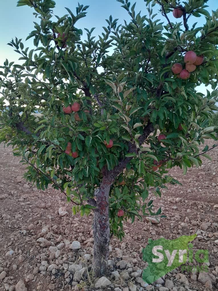 Syria Prime - عقارات سوريا برايم -4 Sale Land RifDimashq 71900 USD