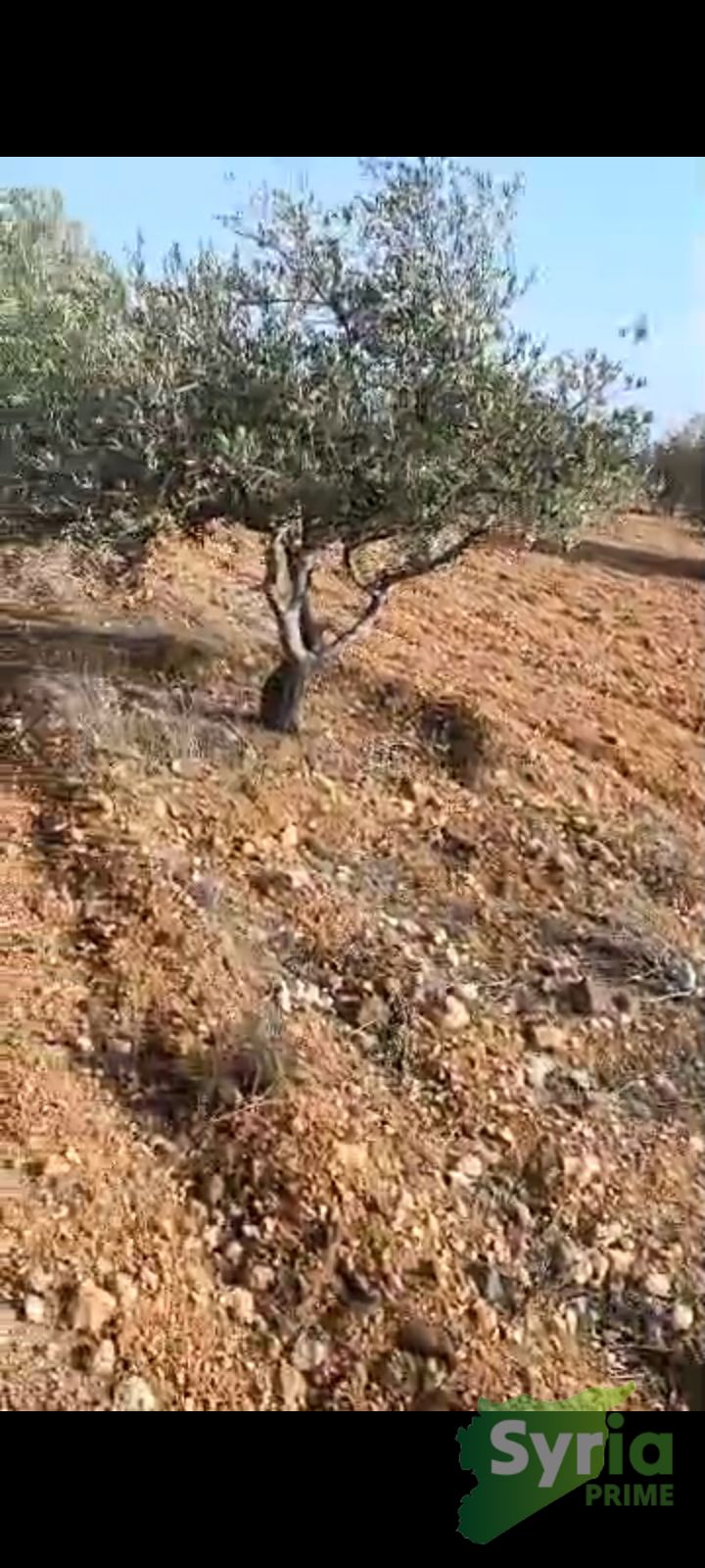 Syria Prime - عقارات سوريا برايم -3 Sale Land Hama 85000 USD