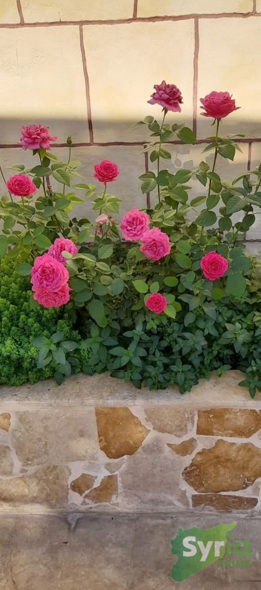 Syria Prime - عقارات سوريا برايم -2 Sale Villa Idlib 100000 USD