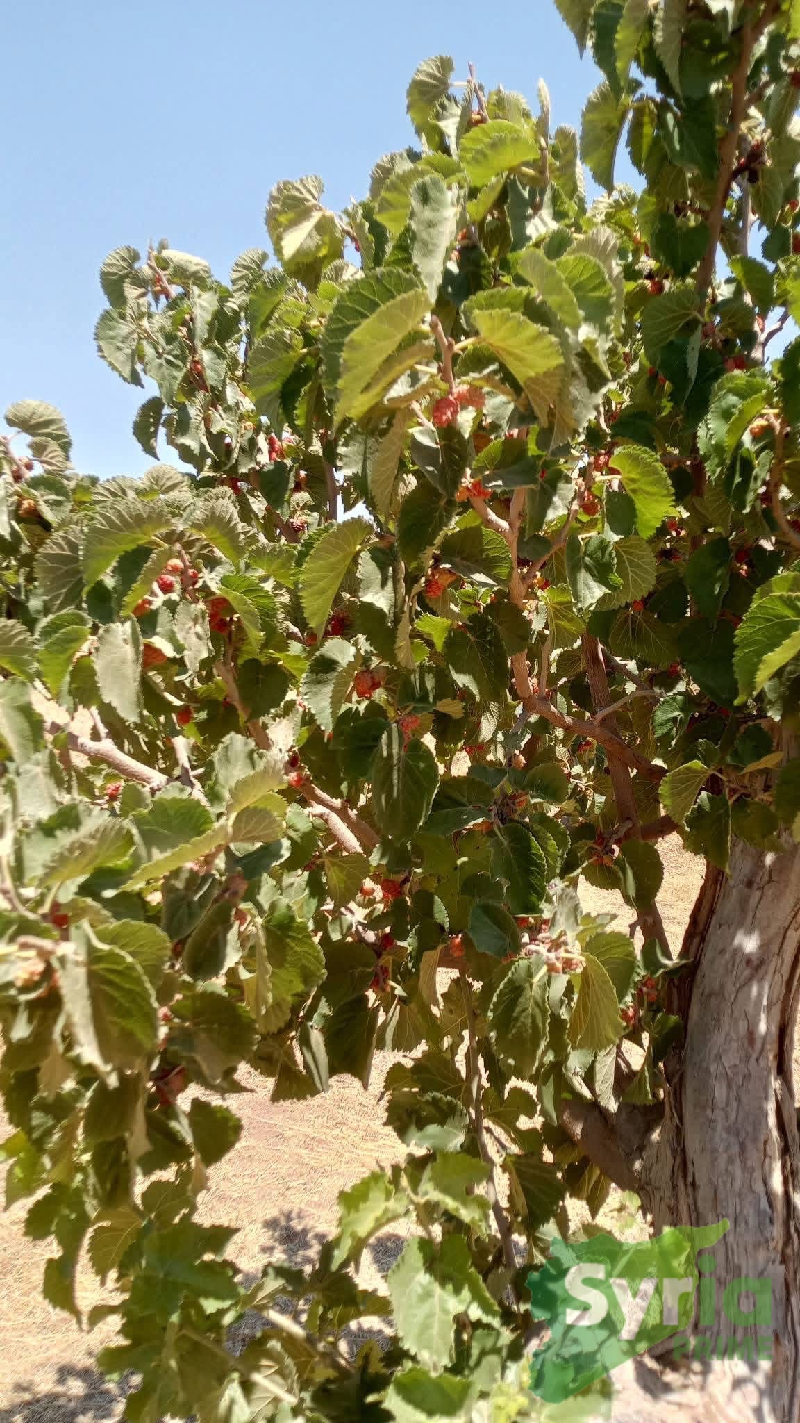 Syria Prime - عقارات سوريا برايم -1 Sale Land RifDimashq 30000 USD