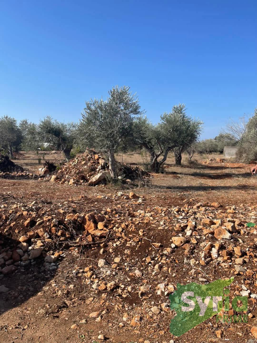 Syria Prime - عقارات سوريا برايم -4 Sale Land Latakia 40000 USD