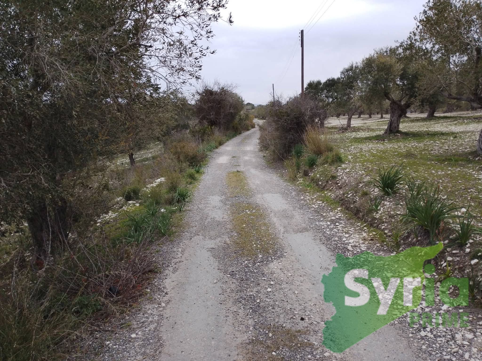 Syria Prime - عقارات سوريا برايم - gallery_6123 Sale Land Latakia 40000000 SYR