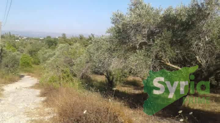 Syria Prime - عقارات سوريا برايم -1 Sale Land Latakia 265000000 SYR
