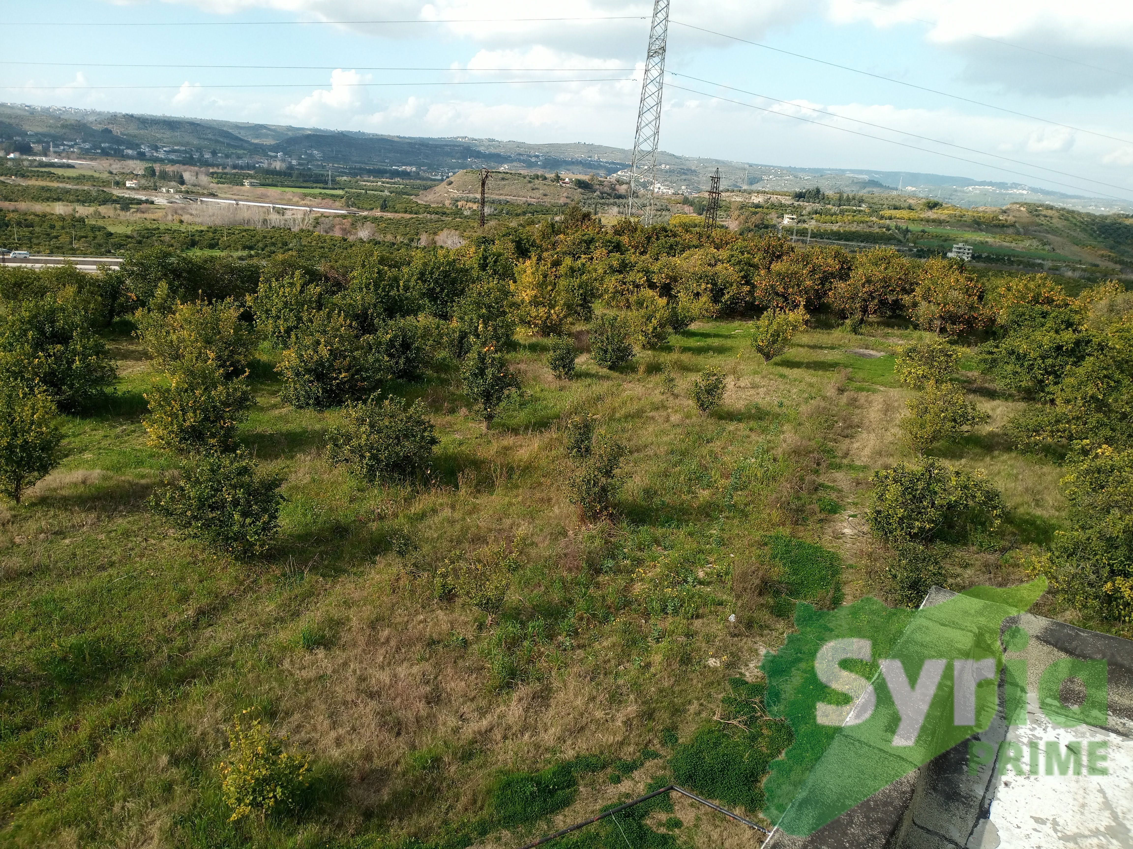 Syria Prime - عقارات سوريا برايم -8 Sale Farm Latakia 700000 USD