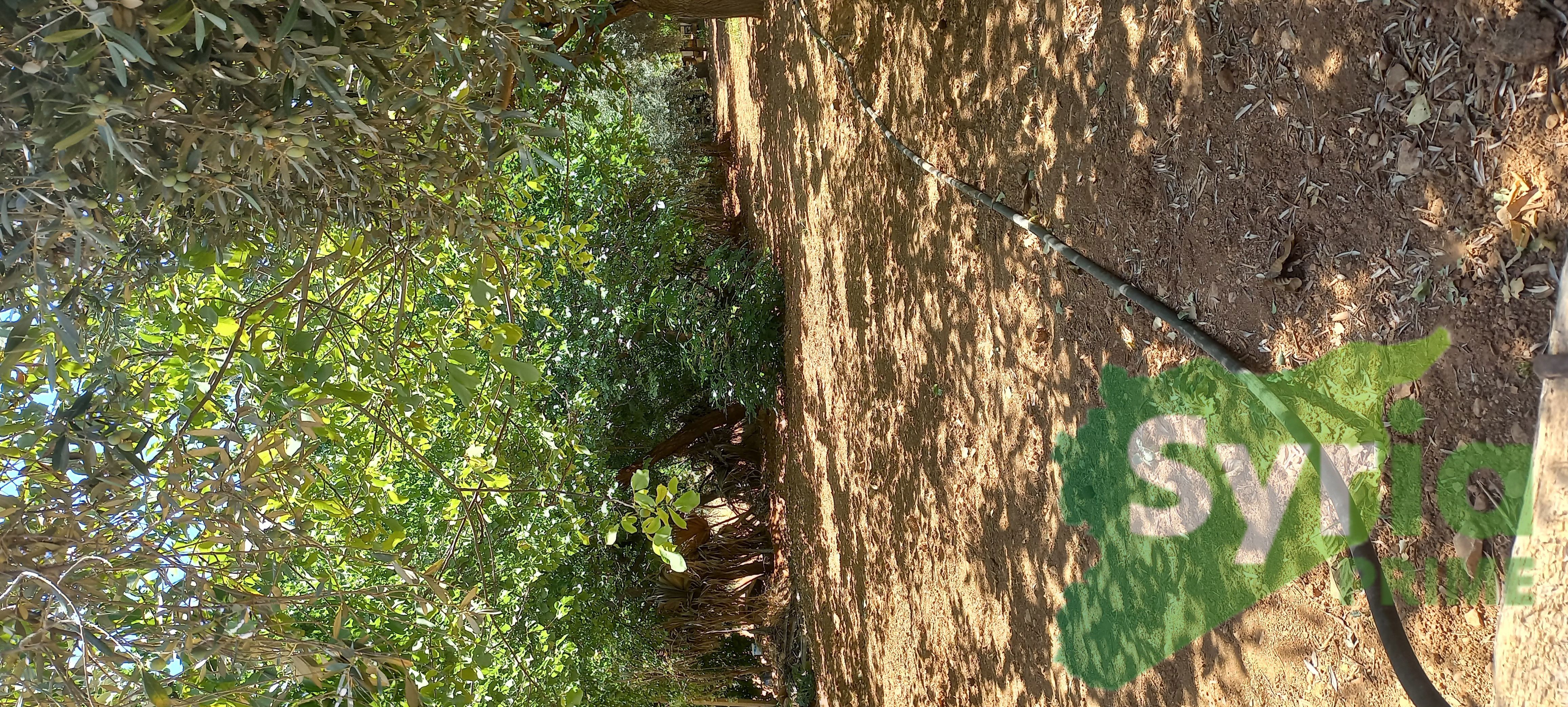 Syria Prime - عقارات سوريا برايم -4 Sale Land RifDimashq 275000 USD