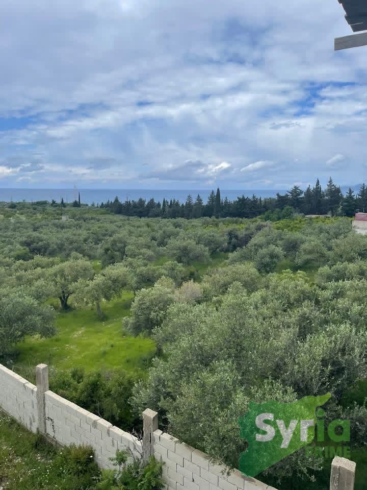Syria Prime - عقارات سوريا برايم - gallery_8889 Sale Land Latakia 60000 USD